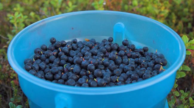 蓝莓种子播种需要的温度和湿度