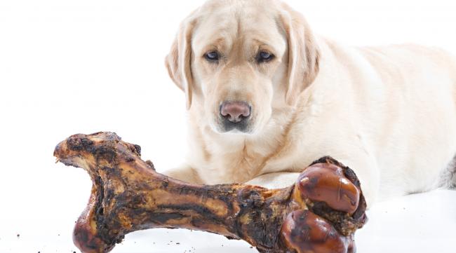 狗吃的骨头是什么最适合孩子吃