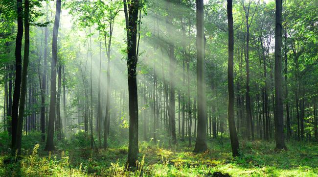 森林中的负氧离子浓度是多少啊