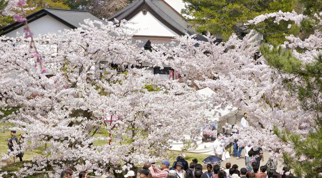 日本樱花季都有什么活动啊