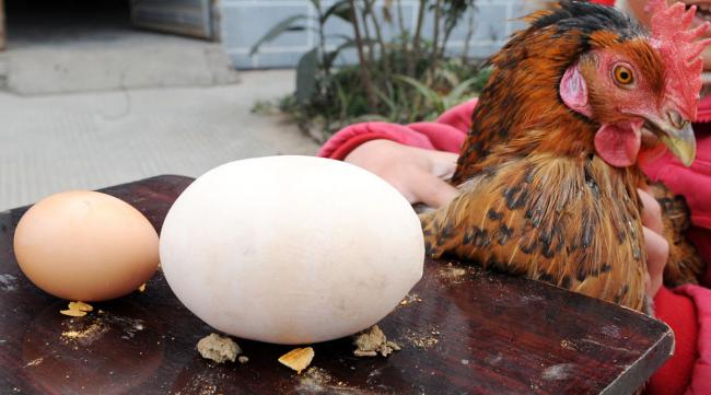 母鸡下蛋后吃鸡蛋怎么办呢