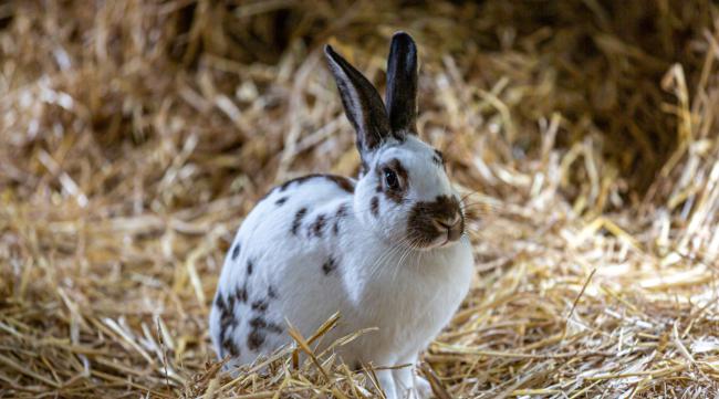 塔兔是什么品种的兔子