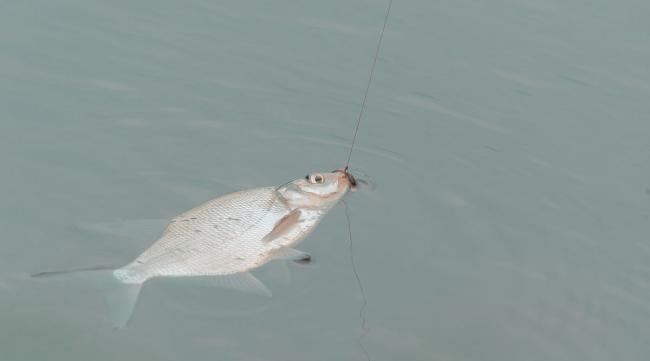 钩白鲢鱼用什么方法钓好
