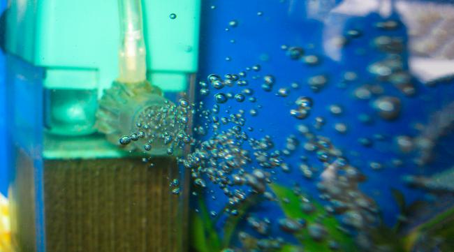 鱼缸内玻璃如何清洁保养