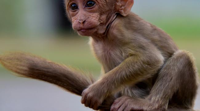 猴子起源和进化图