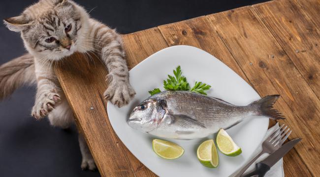 猫咪应该怎么吃鱼才健康呢