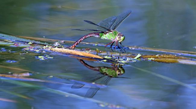 蜻蜓在水面上是用什么来点水的呢