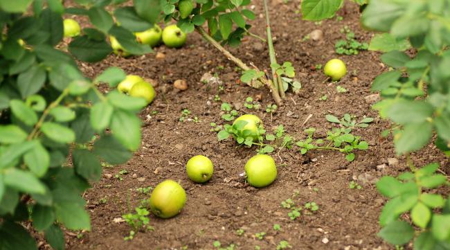 苹果树种子的种植方法图片