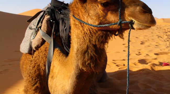 沙漠骆驼和沙漠之星有什么区别呢