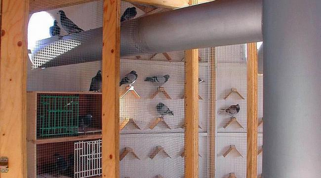 如何在家建大型鹦鹉鸟舍呢