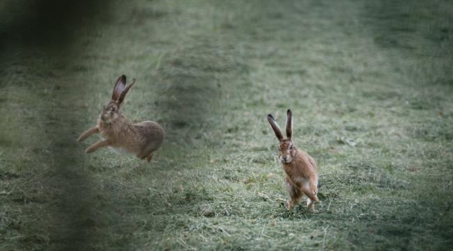 兔子占领地盘的方式