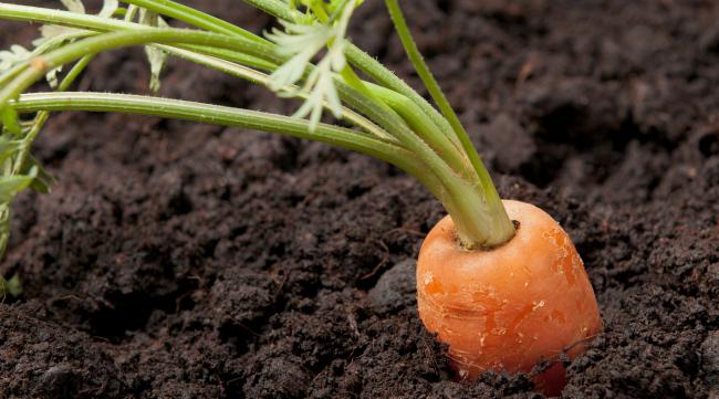 萝卜种子怎么种植