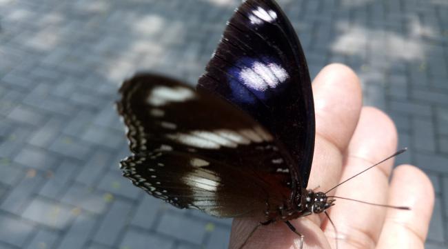 黑蝴蝶是好的还是坏的