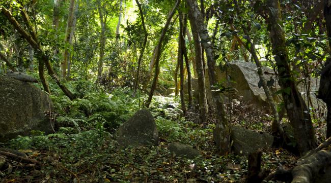 新地岛有原始森林吗