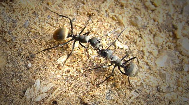 小小蚁国特化蚁