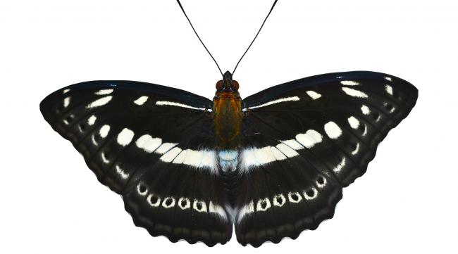 黑蝴蝶为什么是黑色的