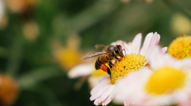 小蜜蜂如何连接音响