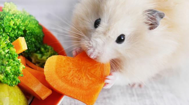 仓鼠可以吃什么蔬菜水果呢