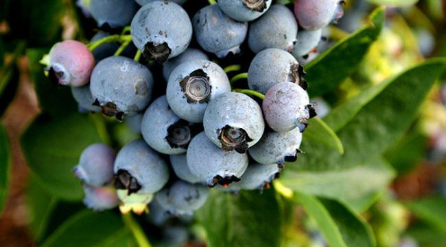 蓝莓种子种植方法全过程图
