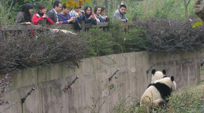 熊猫班是什么班