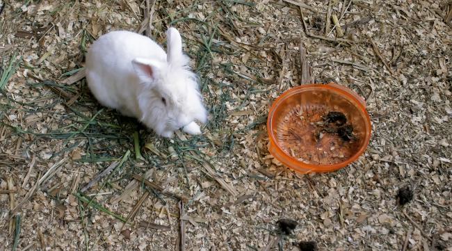 兔子喜欢在窝里排便怎么办啊