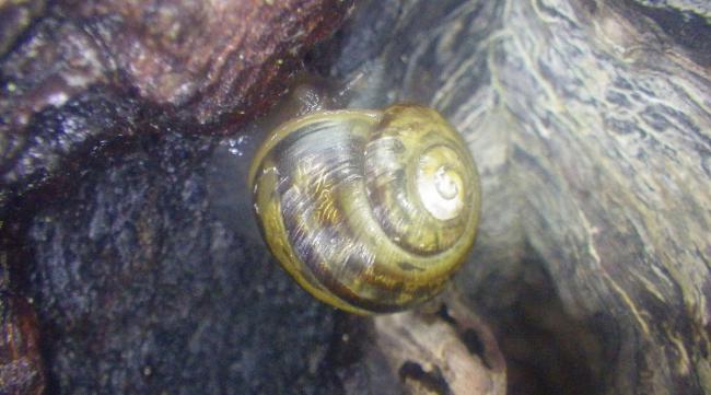 非洲南红蜗牛怎么饲养的
