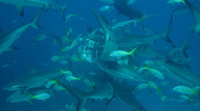 饥饿鲨世界中型鲨鱼