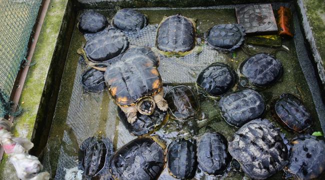 创魔水池龟吃多少饲料保底