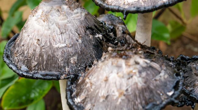 方舟生存进化如何获得奇异蘑菇