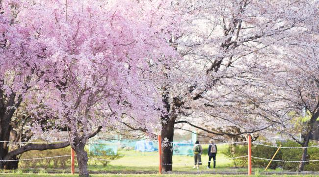 樱花校园怎么种树