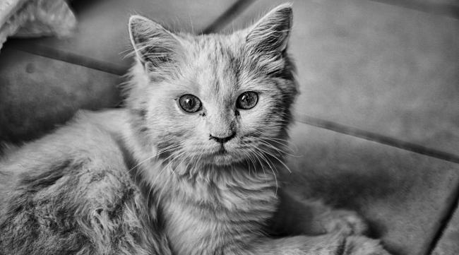 灰色花猫是什么品种