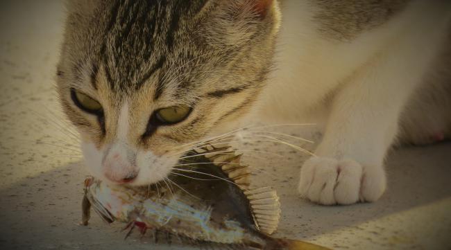 猫吃鱼这个常识是怎么形成的呢