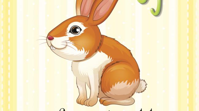 兔子的英文单词是什么写