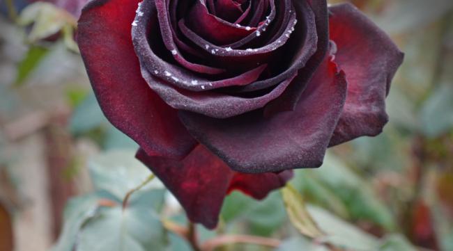 19朵黑骑士玫瑰花语