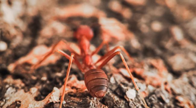 昆虫记红蚂蚁别名