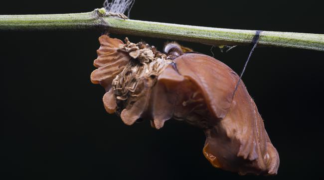 刺尾虫怎么进化成狩猎凤蝶
