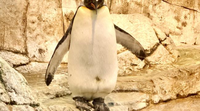 企鹅在古代被叫做啥呢