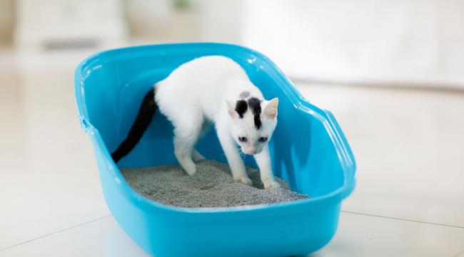 如何训练流浪猫使用猫砂盆视频