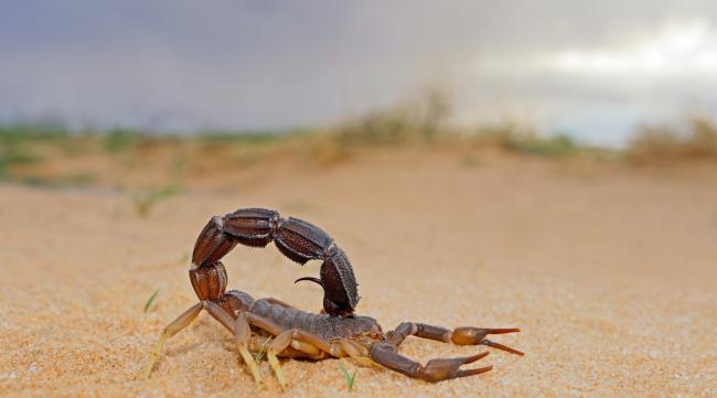 沙漠里带蝎子尾巴的动物叫什么