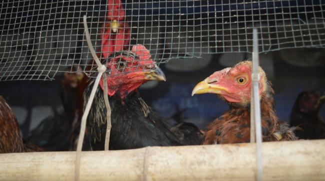 养殖场怎么防止黑雕偷鸡