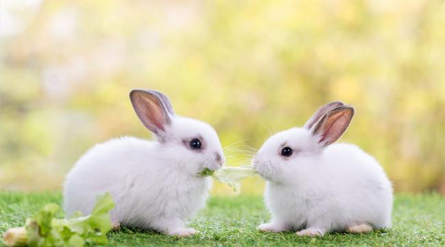 两只小白兔抱着西瓜怎么样过河的