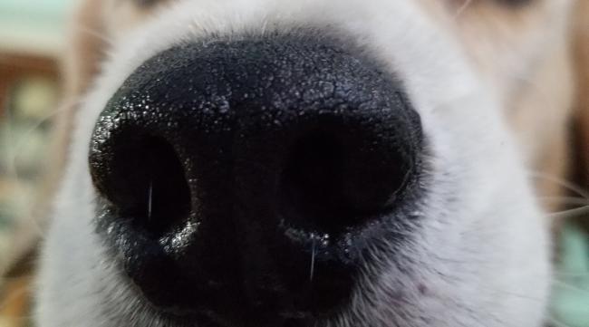 小狗的鼻子像什么一样灵敏