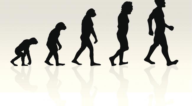 猴是怎么进化来的