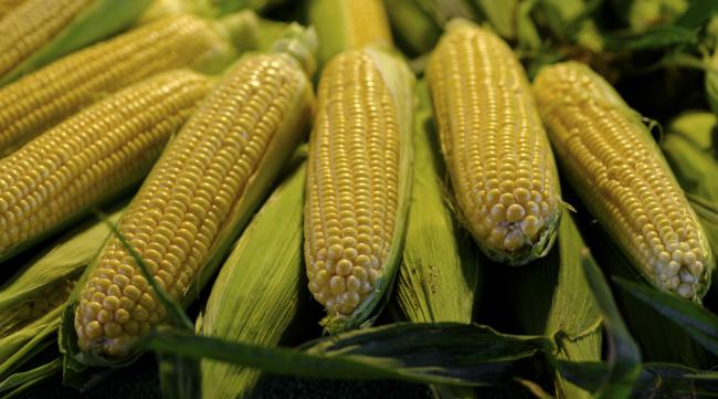 中国最好的玉米品种是什么