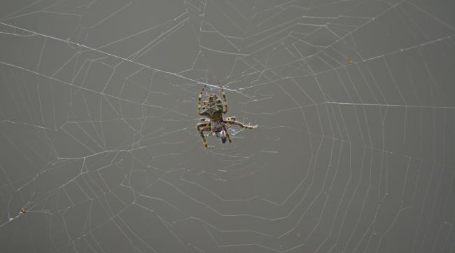 蜘蛛结网的结是什么意思