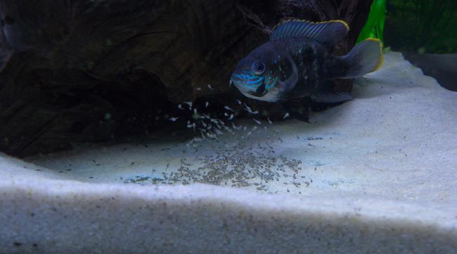 蓝宝石鱼的繁殖方法图解