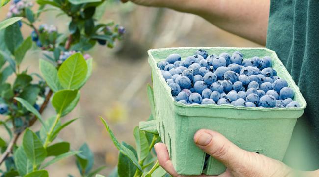 怎么用蓝莓种植蓝莓呢