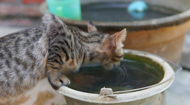 如何防止猫咪踩水杯
