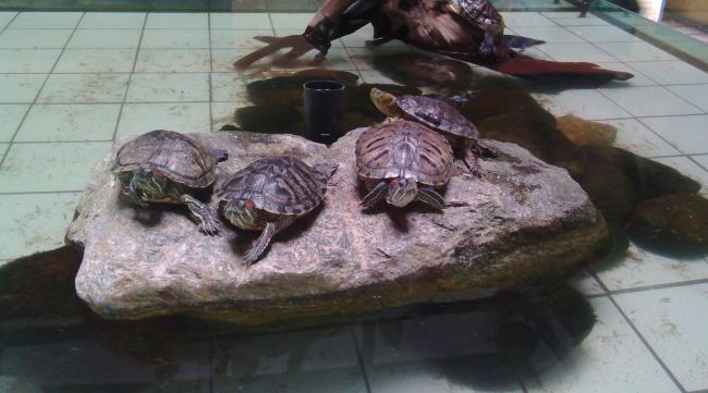 鳄龟鱼缸养殖方法图解