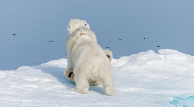 如何驯养北极熊